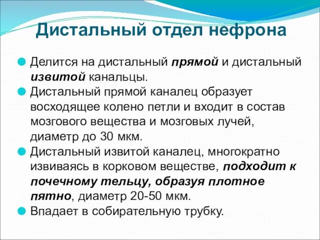 Дистальный отдел нефрона Делится на дистальный прямой и дистальный извитой канальцы.