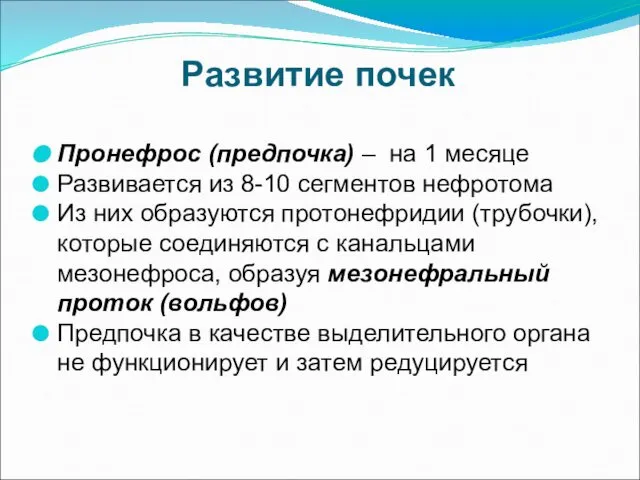 Развитие почек Пронефрос (предпочка) – на 1 месяце Развивается из 8-10