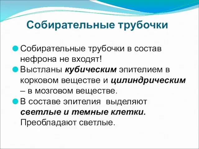 Собирательные трубочки Собирательные трубочки в состав нефрона не входят! Выстланы кубическим