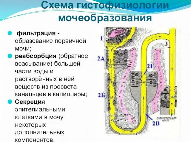 Схема гистофизиологии мочеобразования фильтрация - образование первичной мочи; реабсорбция (обратное всасывание)