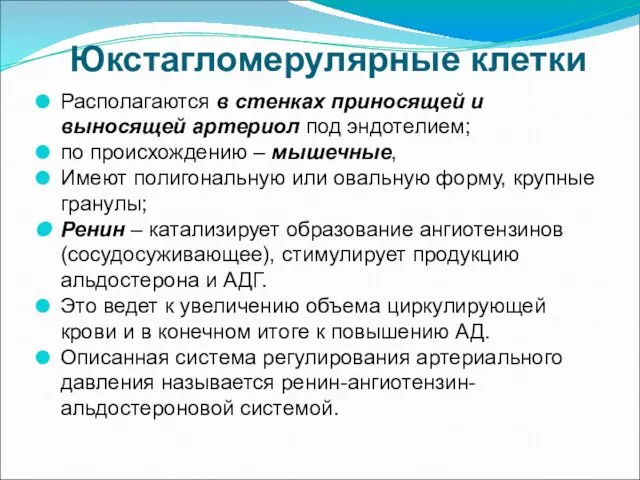 Юкстагломерулярные клетки Располагаются в стенках приносящей и выносящей артериол под эндотелием;