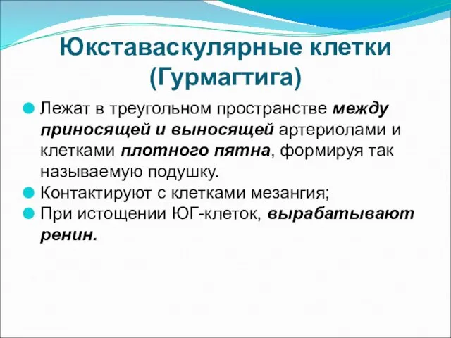 Юкставаскулярные клетки (Гурмагтига) Лежат в треугольном пространстве между приносящей и выносящей