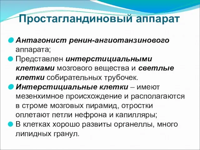 Простагландиновый аппарат Антагонист ренин-ангиотанзинового аппарата; Представлен интерстициальными клетками мозгового вещества и