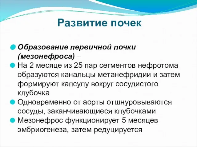 Развитие почек Образование первичной почки (мезонефроса) – На 2 месяце из