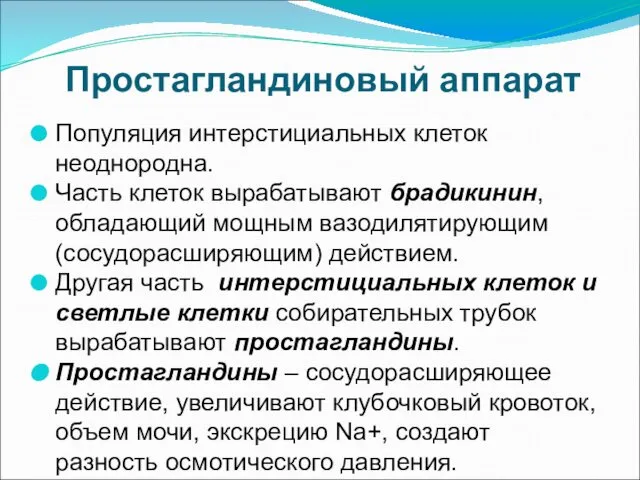 Простагландиновый аппарат Популяция интерстициальных клеток неоднородна. Часть клеток вырабатывают брадикинин, обладающий