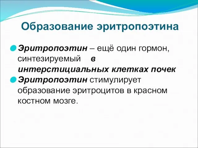 Образование эритропоэтина Эритропоэтин – ещё один гормон, синтезируемый в интерстициальных клетках