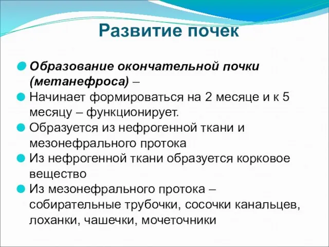 Развитие почек Образование окончательной почки (метанефроса) – Начинает формироваться на 2