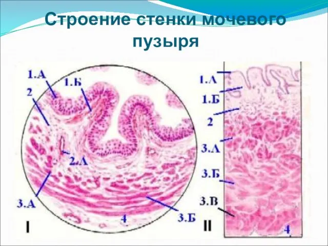 Строение стенки мочевого пузыря