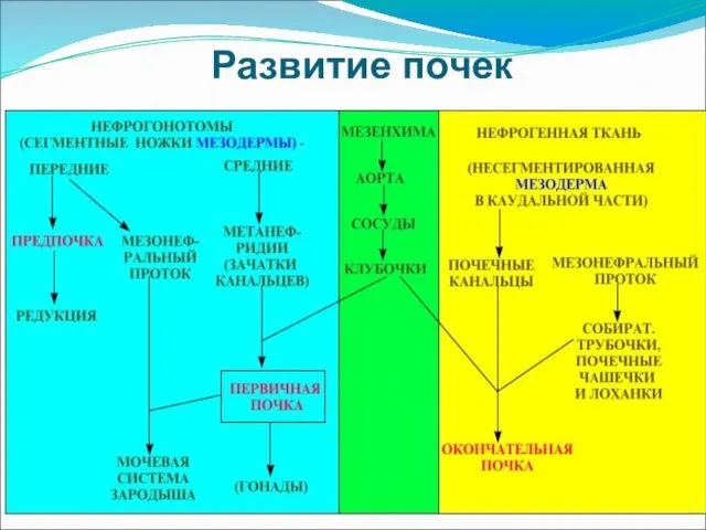 Развитие почек