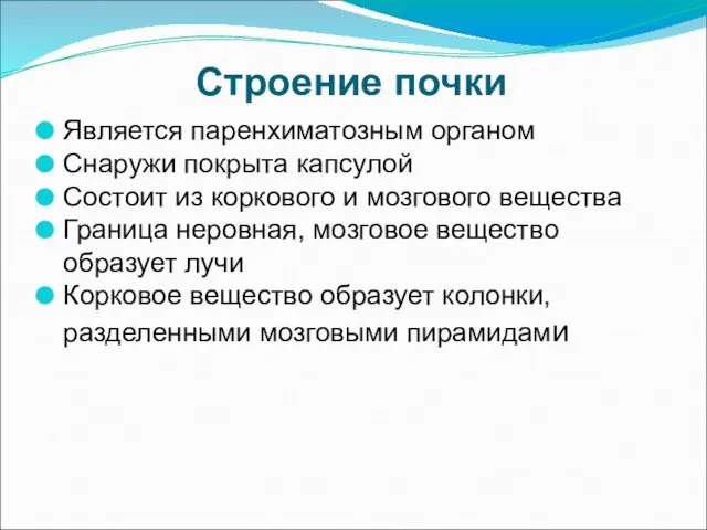 Строение почки Является паренхиматозным органом Снаружи покрыта капсулой Состоит из коркового