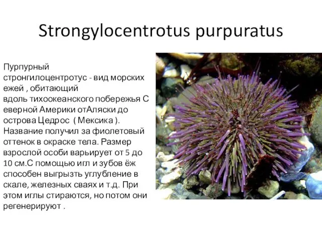 Strongylocentrotus purpuratus Пурпурный стронгилоцентротус - вид морских ежей , обитающий вдоль