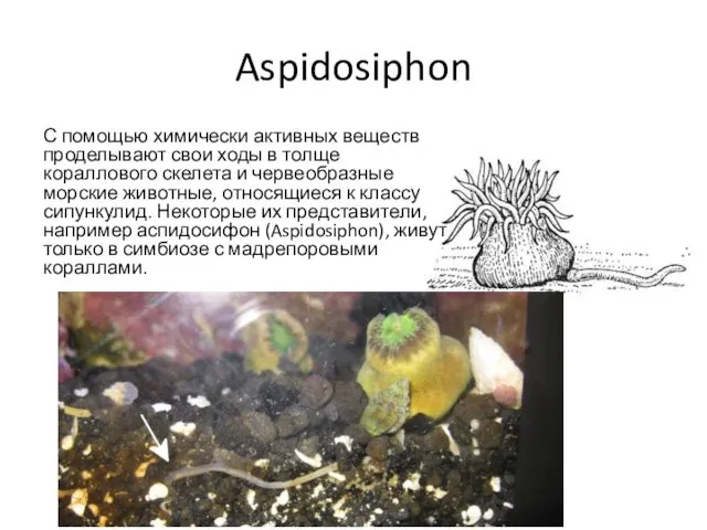 Aspidosiphon Aspidosiphon С помощью химически активных веществ проделывают свои ходы в