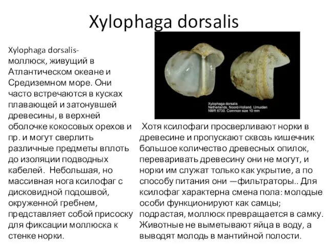 Xylophaga dorsalis Xylophaga dorsalis-моллюск, живущий в Атлантическом океане и Средиземном море.