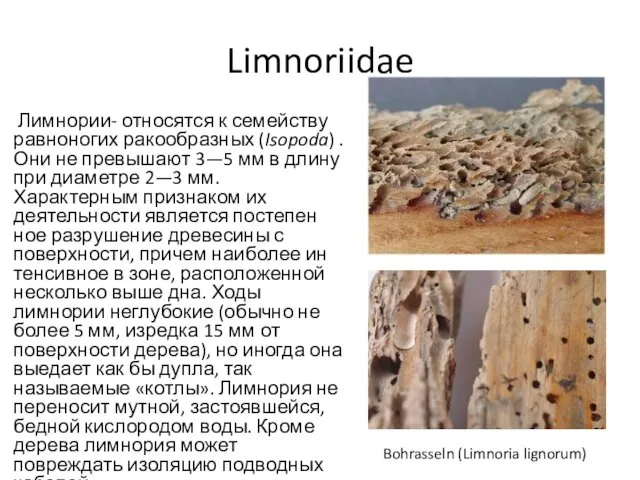 Limnoriidae Лимнории- относятся к семейству равноногих ракообразных (Isopoda) . Они не