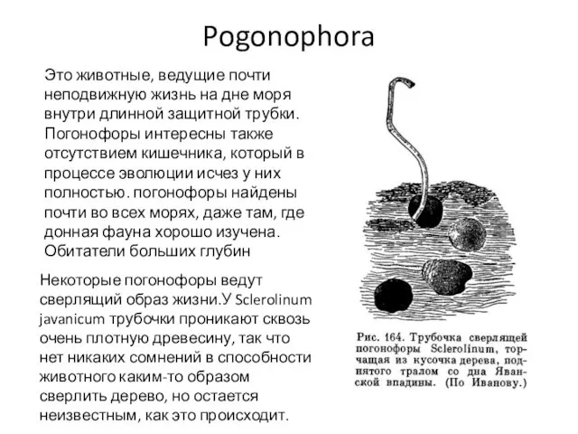 Pogonophora Это животные, ведущие почти неподвижную жизнь на дне моря внутри