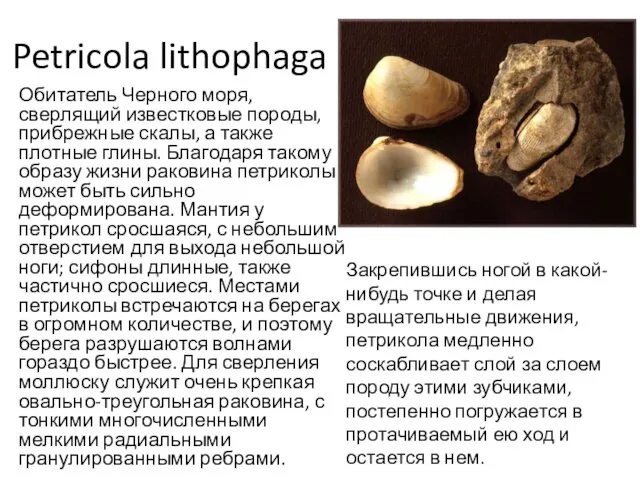 Petricola lithophaga Обитатель Черного моря, сверлящий известковые породы, прибрежные скалы, а