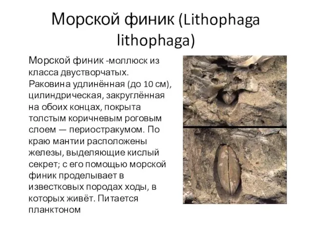 Морской финик (Lithophaga lithophaga) Морской финик -моллюск из класса двустворчатых. Раковина