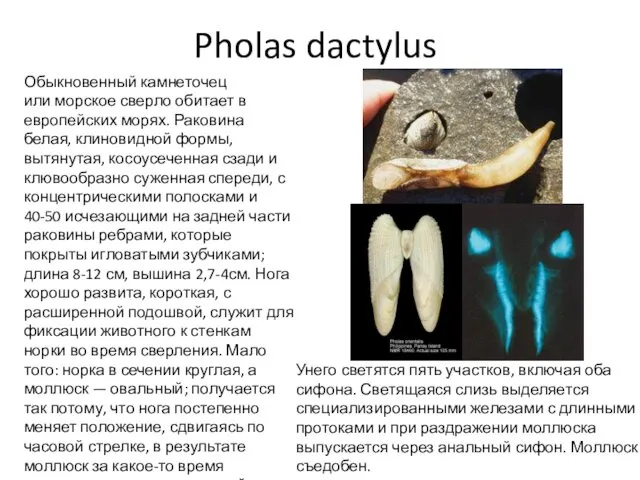 Pholas dactylus Обыкновенный камнеточец или морское сверло обитает в европейских морях.