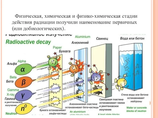 Физическая, химическая и физико-химическая стадии действия радиации получили наименование первичных (или добиологических).