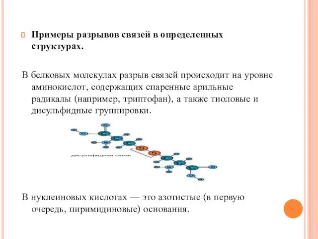 Примеры разрывов связей в определенных структурах. В белковых молекулах разрыв связей