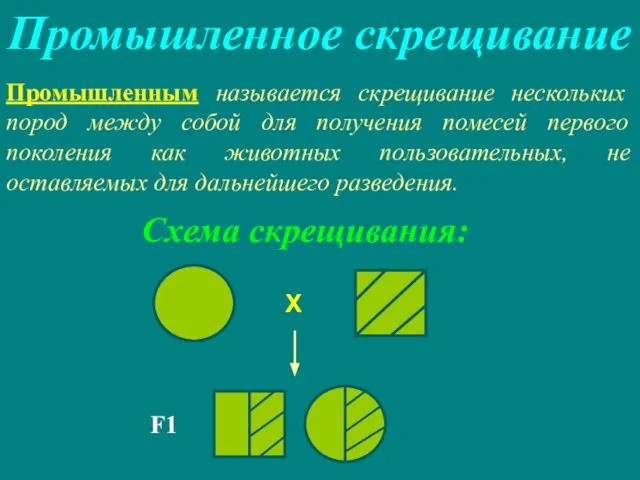 Промышленное скрещивание Промышленным называется скрещивание нескольких пород между собой для получения