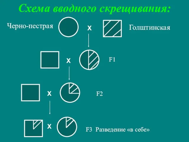 Схема вводного скрещивания: Черно-пестрая Голштинская F3 Разведение «в себе» F1 F2 Х Х Х Х