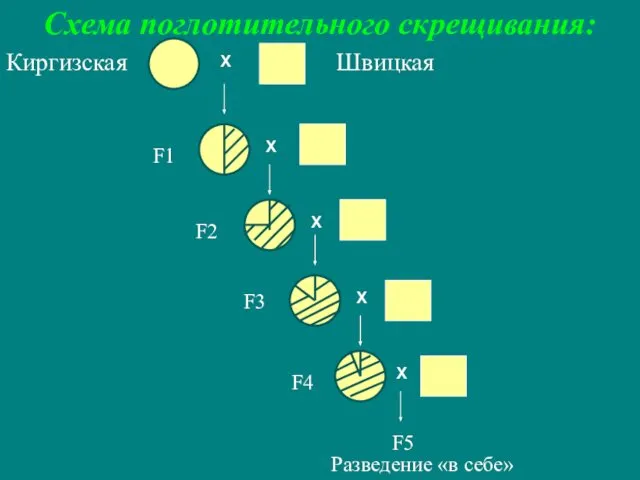 Схема поглотительного скрещивания: Киргизская Швицкая Разведение «в себе» F1 F2 F3