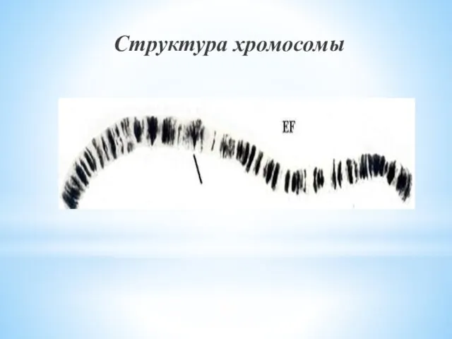 Структура хромосомы