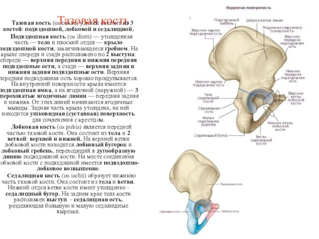 Тазовая кость Тазовая кость (os coxae) у детей состоит из 3