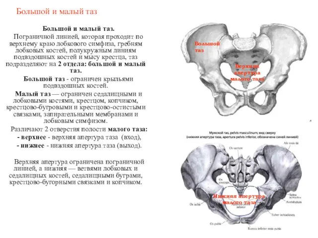 Большой и малый таз Большой и малый таз. Пограничной линией, которая