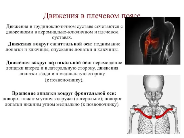 Движения в плечевом поясе Движения в грудиноключичном суставе сочетаются с движениями