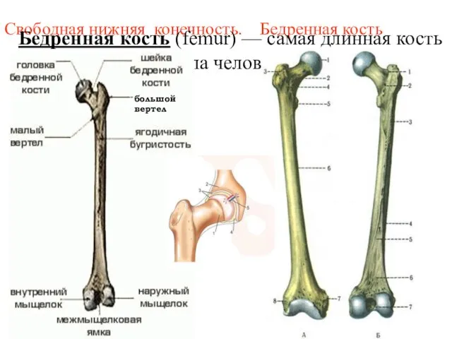 Свободная нижняя конечность. Бедренная кость Бедренная кость (femur) — самая длинная кость тела человека большой вертел