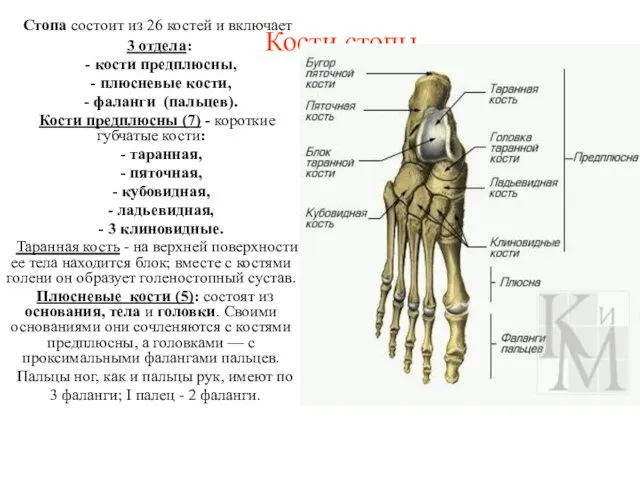 Кости стопы Стопа состоит из 26 костей и включает 3 отдела: