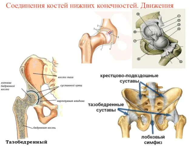 Соединения костей нижних конечностей. Движения Тазобедренный сустав