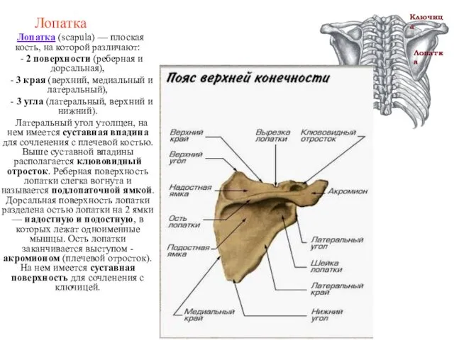 Лопатка Лопатка (scapula) — плоская кость, на которой различают: - 2