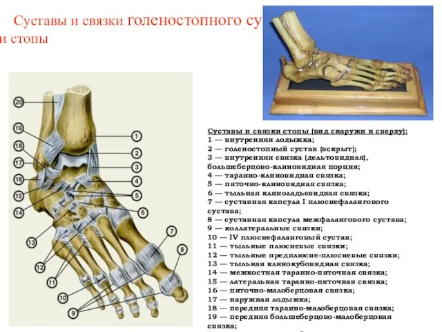 Суставы и связки голеностопного сустава и стопы Суставы и связки стопы