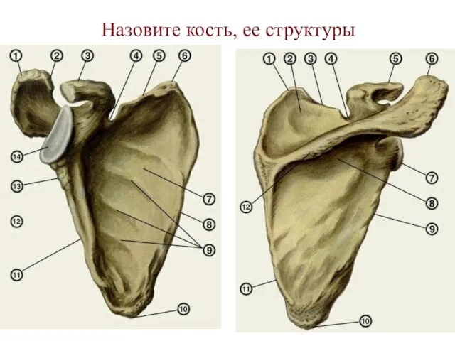 Назовите кость, ее структуры