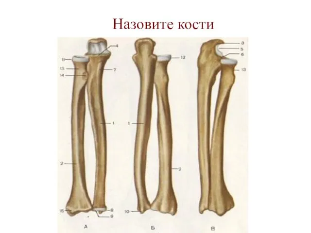 Назовите кости