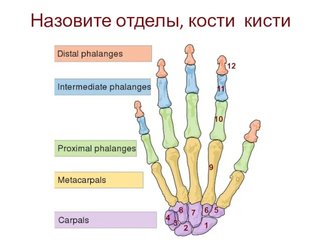 Назовите отделы, кости кисти 1 2 3 4 5 6 7 8 9 10 11 12