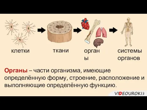 клетки ткани органы системы органов Органы – части организма, имеющие определённую