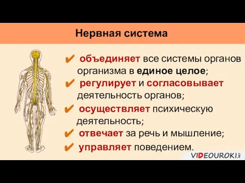 Нервная система объединяет все системы органов организма в единое целое; регулирует