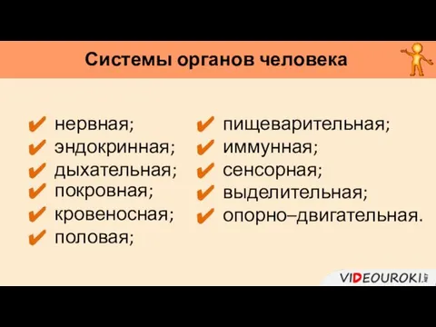 нервная; эндокринная; дыхательная; покровная; кровеносная; половая; пищеварительная; иммунная; сенсорная; выделительная; опорно–двигательная. Системы органов человека