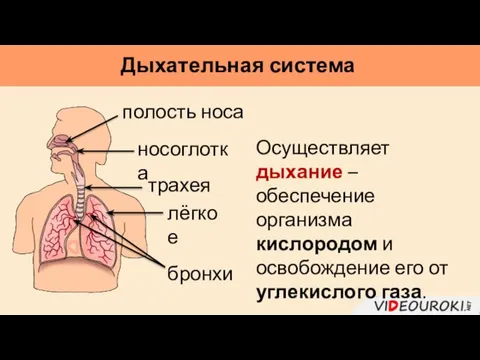 Дыхательная система Осуществляет дыхание – обеспечение организма кислородом и освобождение его