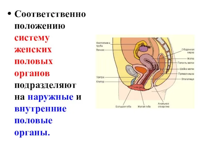 Соответственно положению систему женских половых органов подразделяют на наружные и внутренние половые органы.