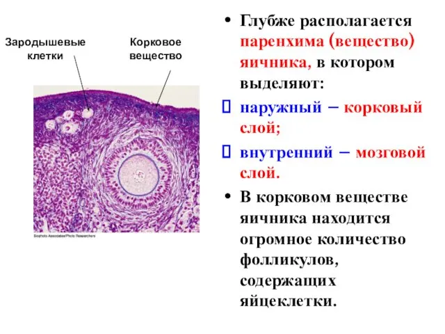 Глубже располагается паренхима (вещество) яичника, в котором выделяют: наружный – корковый