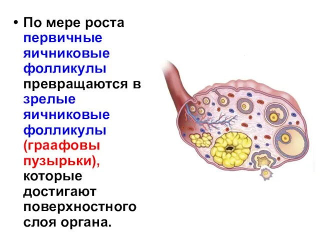 По мере роста первичные яичниковые фолликулы превращаются в зрелые яичниковые фолликулы