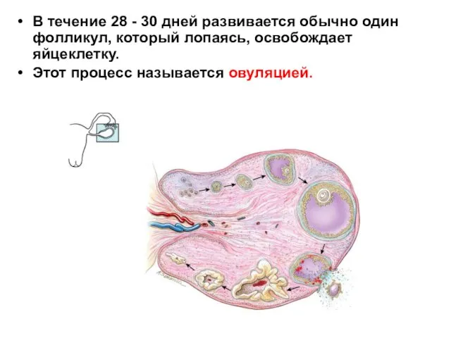 В течение 28 - 30 дней развивается обычно один фолликул, который