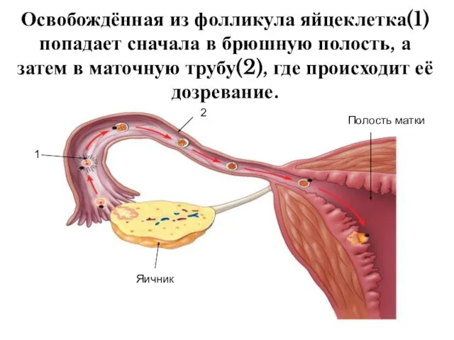 Освобождённая из фолликула яйцеклетка(1) попадает сначала в брюшную полость, а затем