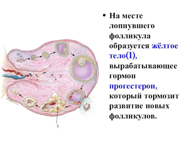 На месте лопнувшего фолликула образуется жёлтое тело(1), вырабатывающее гормон прогестерон, который тормозит развитие новых фолликулов. 1