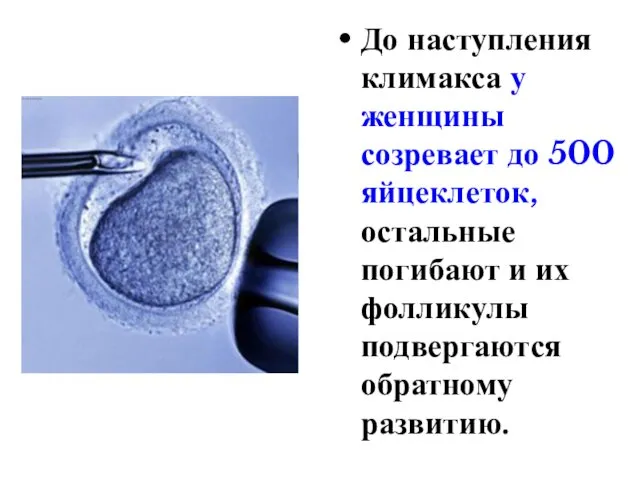 До наступления климакса у женщины созревает до 500 яйцеклеток, остальные погибают